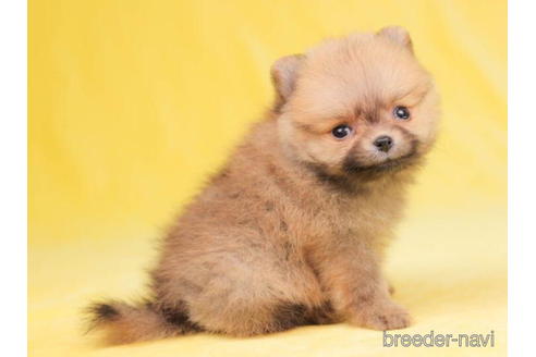 成約済の東京都のポメラニアン-200313の5枚目